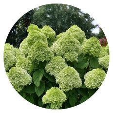 Photo of Powerball® Panicle Hydrangea