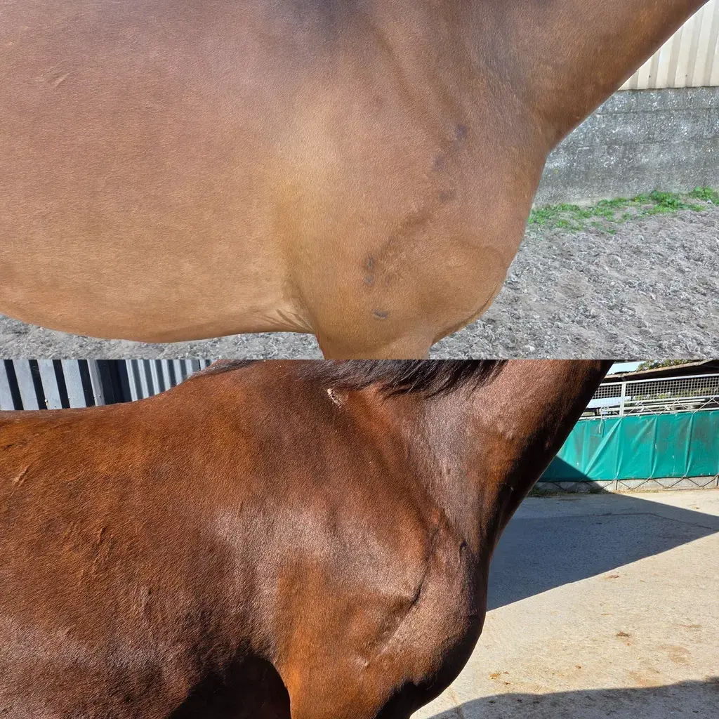 REGROW Results_Kathleen