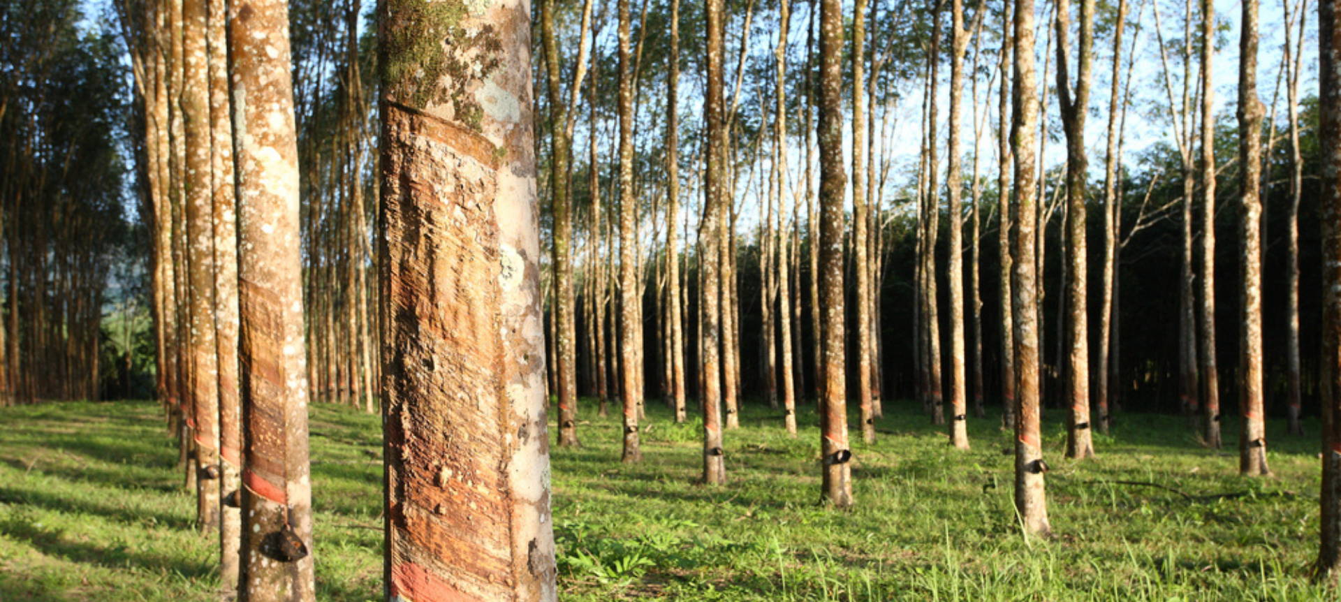 row of planted trees