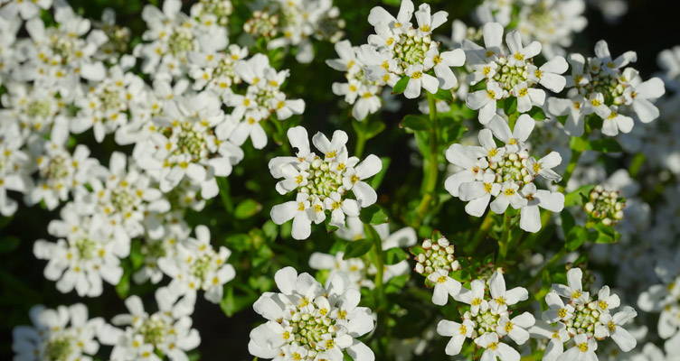 Iberis Sempervirens