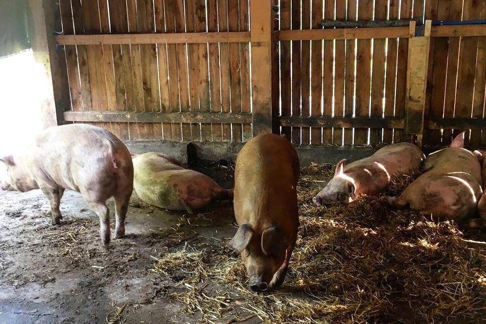 A group of well-kept pigs resting in comfortable surroundings