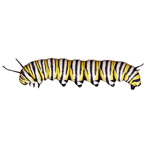 Monarch butterfly larvae