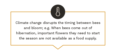 Climate change disrupts the timing between bees and bloom; e.g.: When bees come out of hibernation, important flowers they need to start the season are not available as a food supply. 