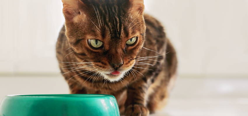 Image of a calm cat sitting in front of its food bowl.