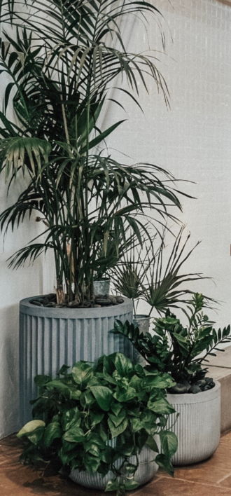 Potted plants in decorative containers against a textured background.