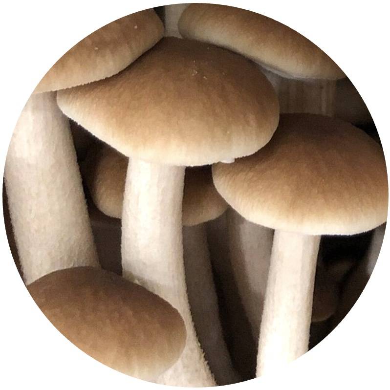 pioppino mushroom