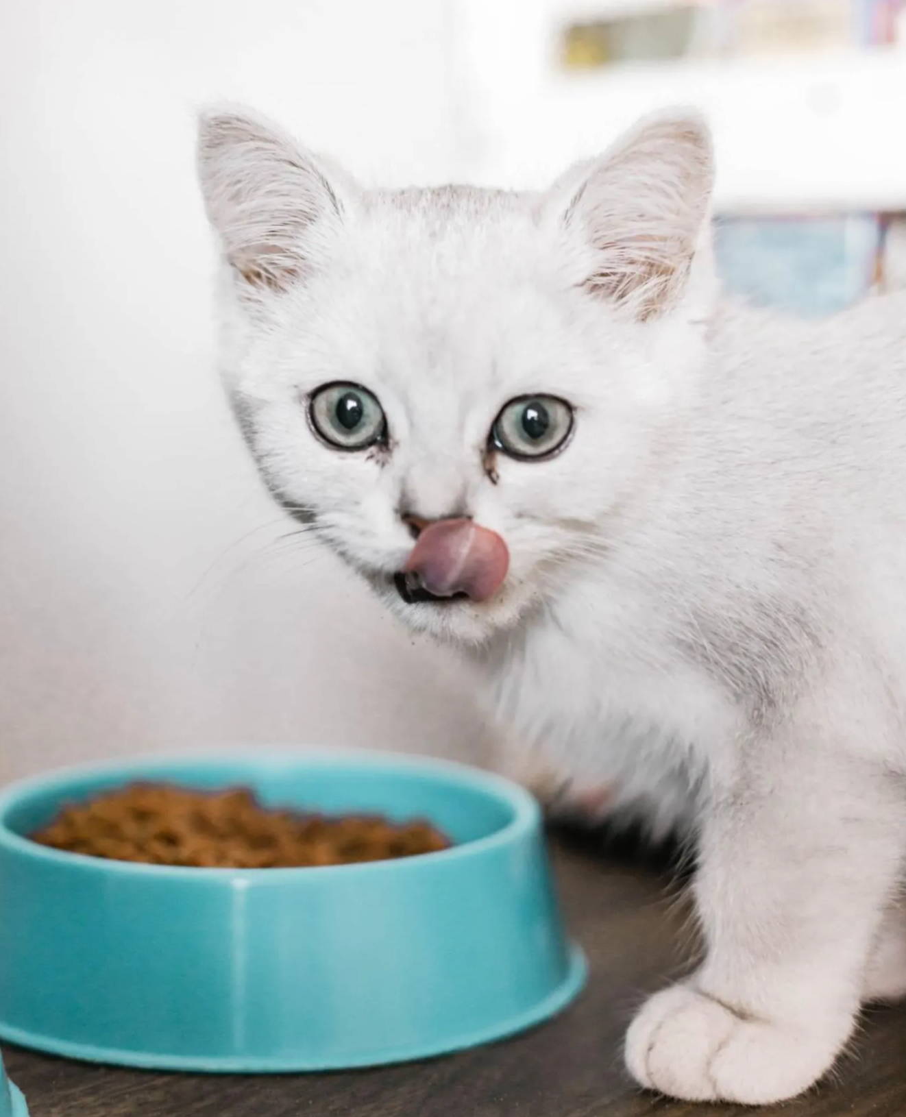 plastic cat food bowls