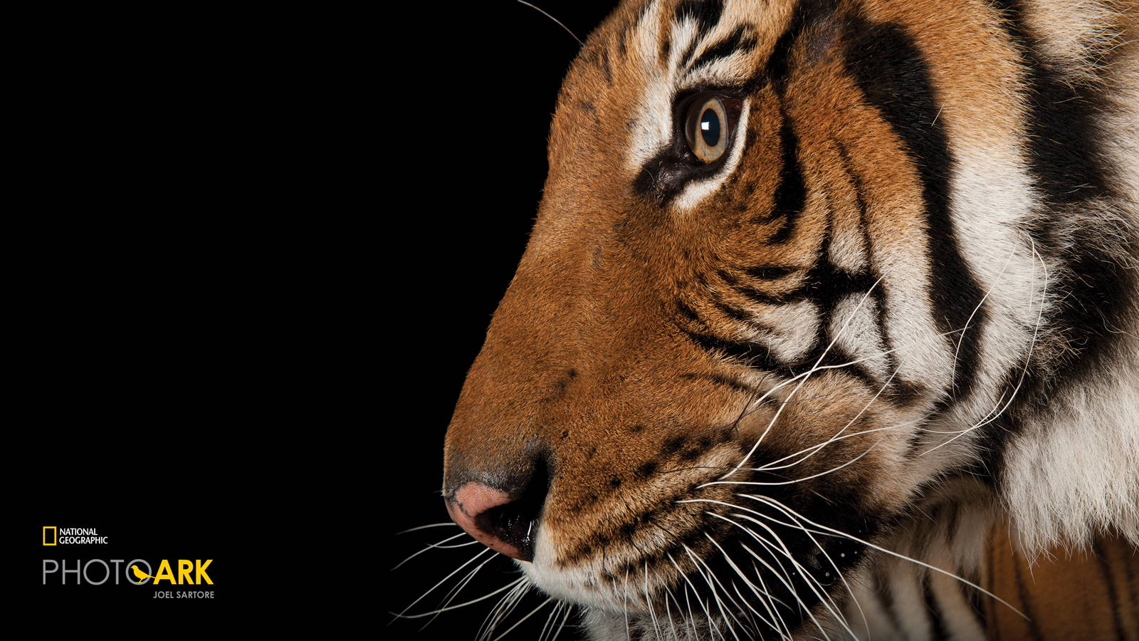 LOQI Grocery Shopping Tote Bag Reusable NATIONAL GEOGRAPHIC Malayan Tiger Animal 
