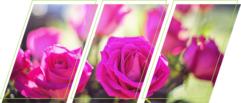 A closeup picture of roses