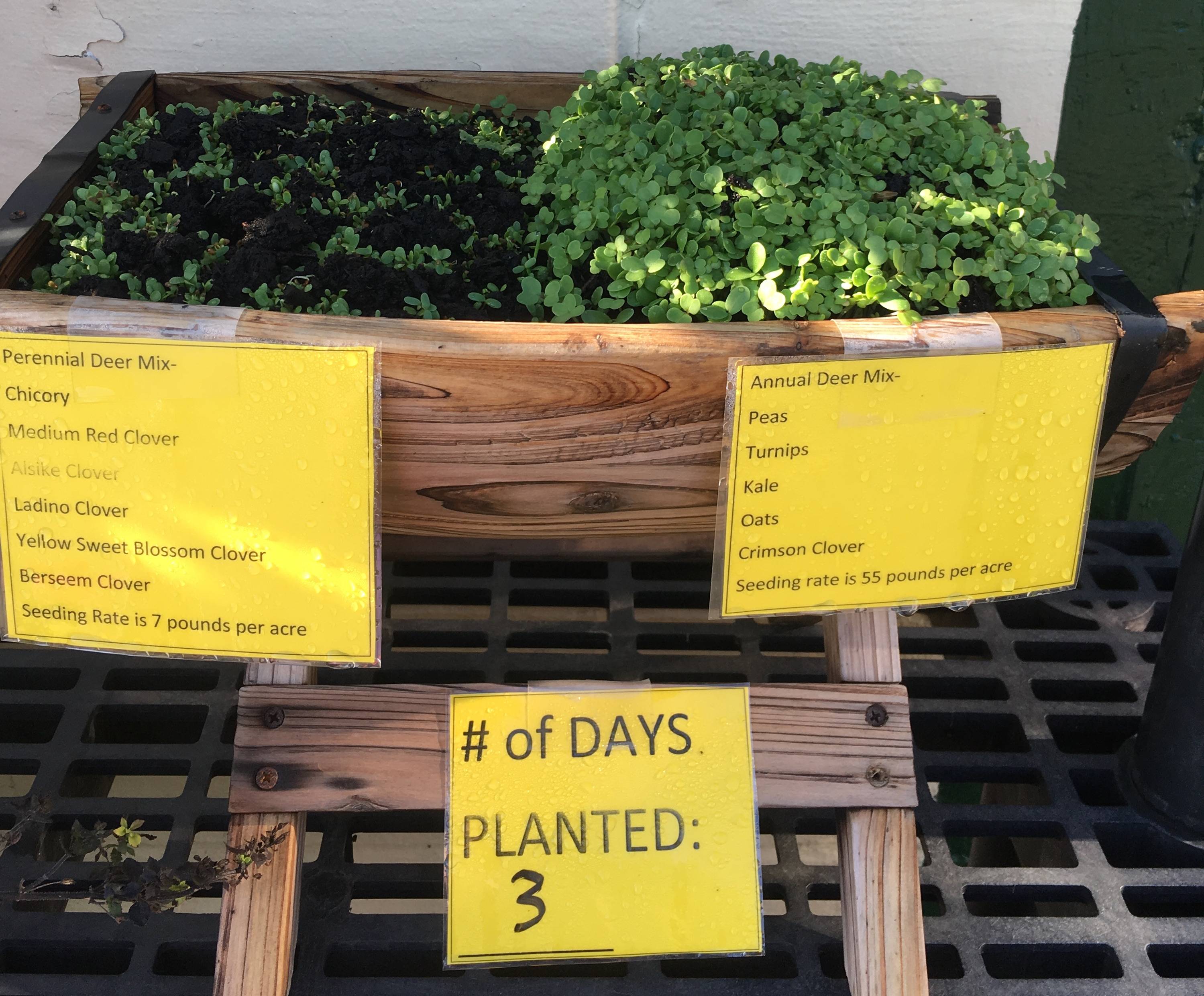 Annual Deer Plot trial box - day 3 after planting shows fast germination