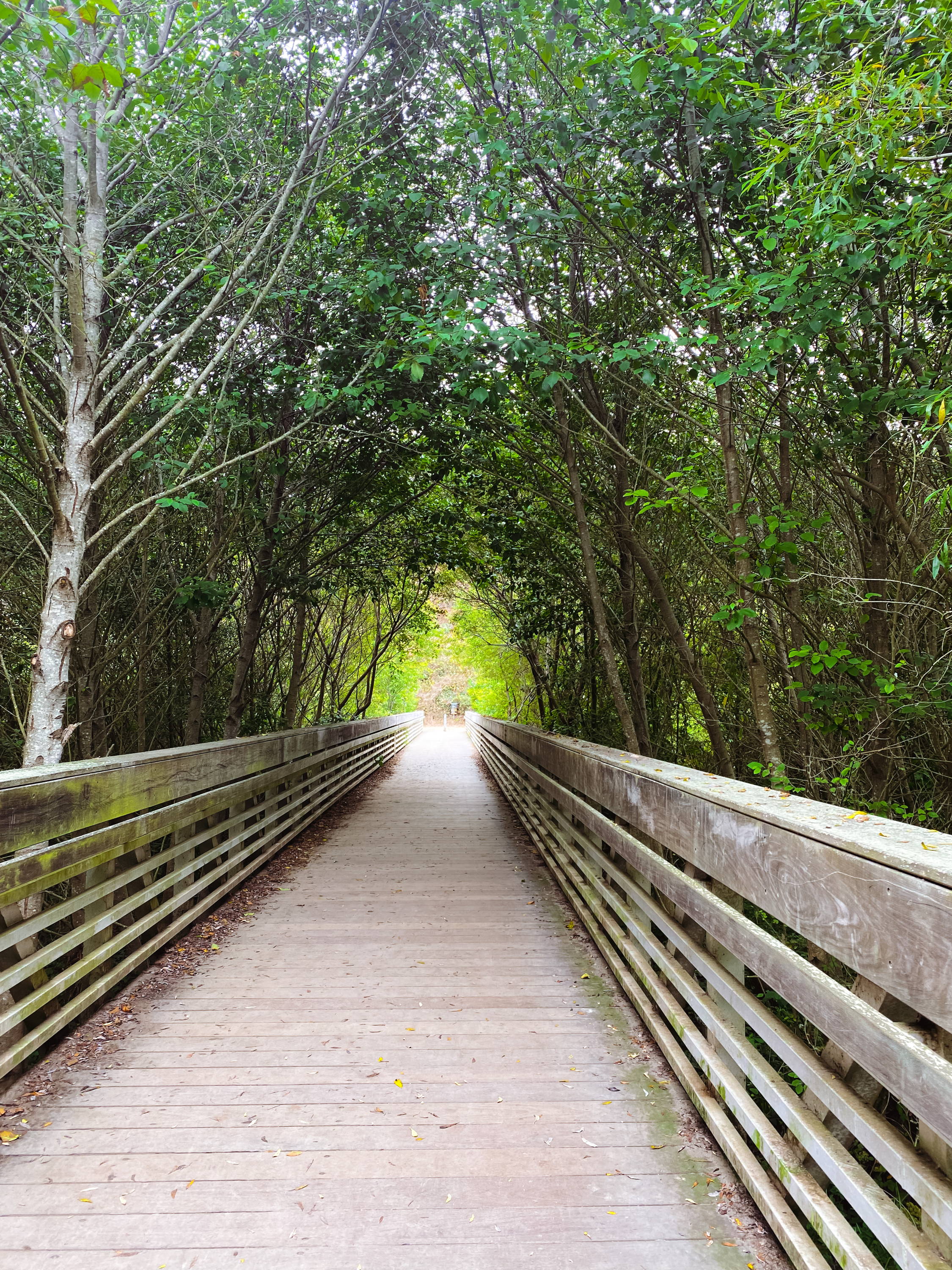 Artist Patricia Vargas visits Muir Beach, CA - The entrance to the beach