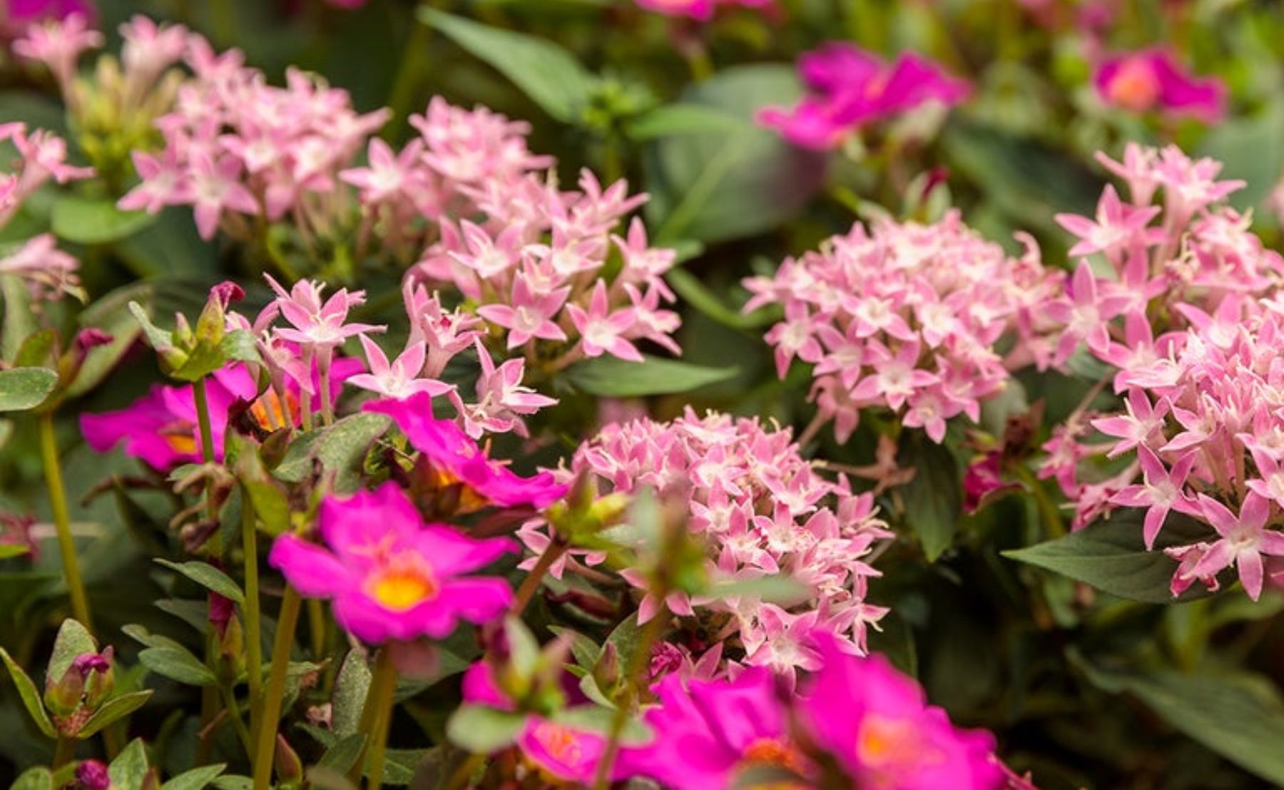 Sunstar® Pink and Mojave® Fuchsia 