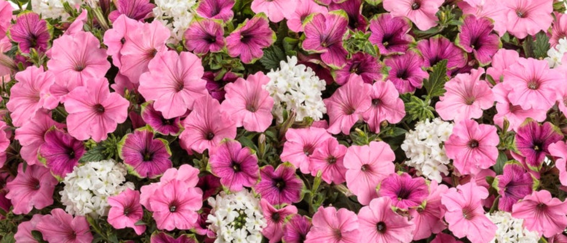 In Love Again Hanging Basket 