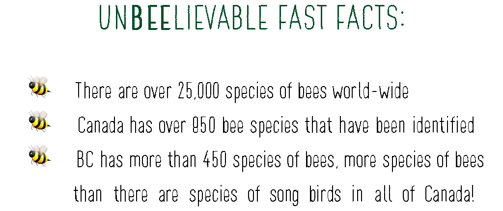  There are over 25,000 species of bees world-wide Canada has over 850 bee species that have been identified BC has more than 450 species of bees, more species of bees than there are species of song birds in all of Canada!