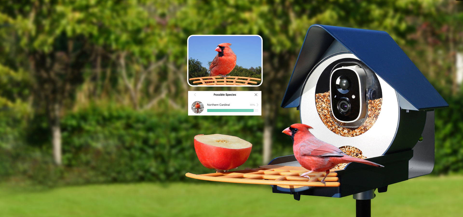 Cardinal Identified at Birdkiss Smart Bird Feeder and Displaying Name for us