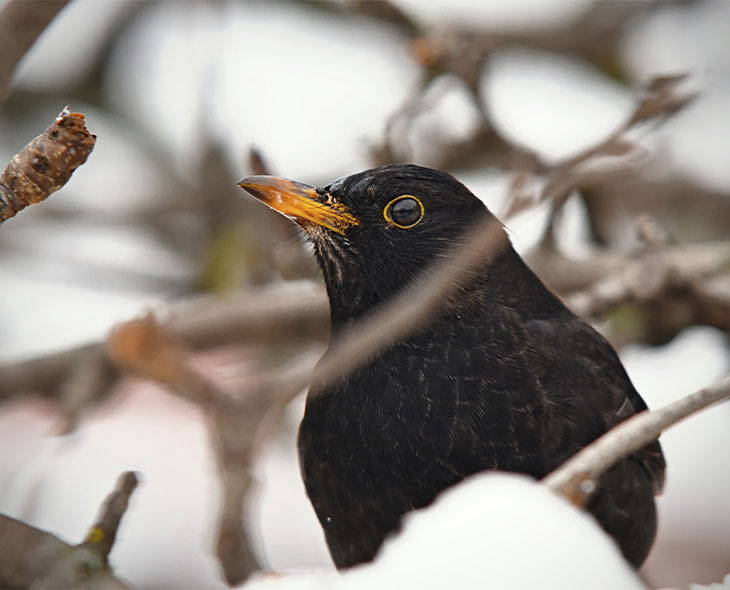 Blackbird perched in tree in snow