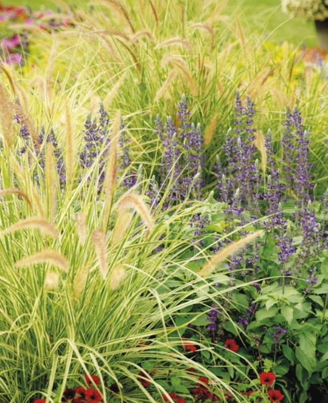 Photo of Supertunia® Black Cherry®, Rockin'® Playin' The Blues®, Graceful Grasses® Sky Rocket