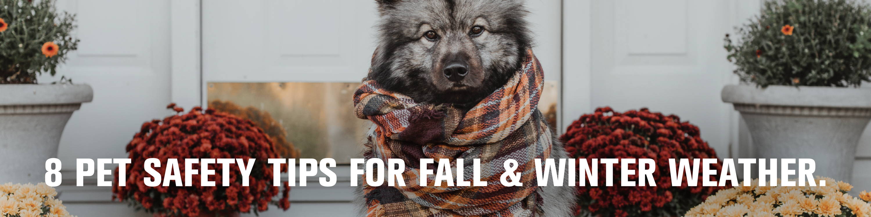 A fluffy dog sitting on a porch with a scarf and mums. 8 pet safety tips for fall and Winter Weather.