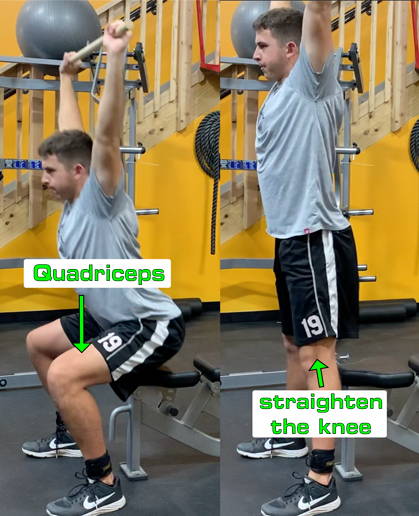 quadriceps straghten the knee
