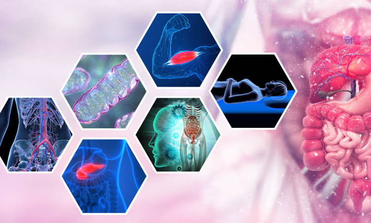 Internal biological/metabolic system