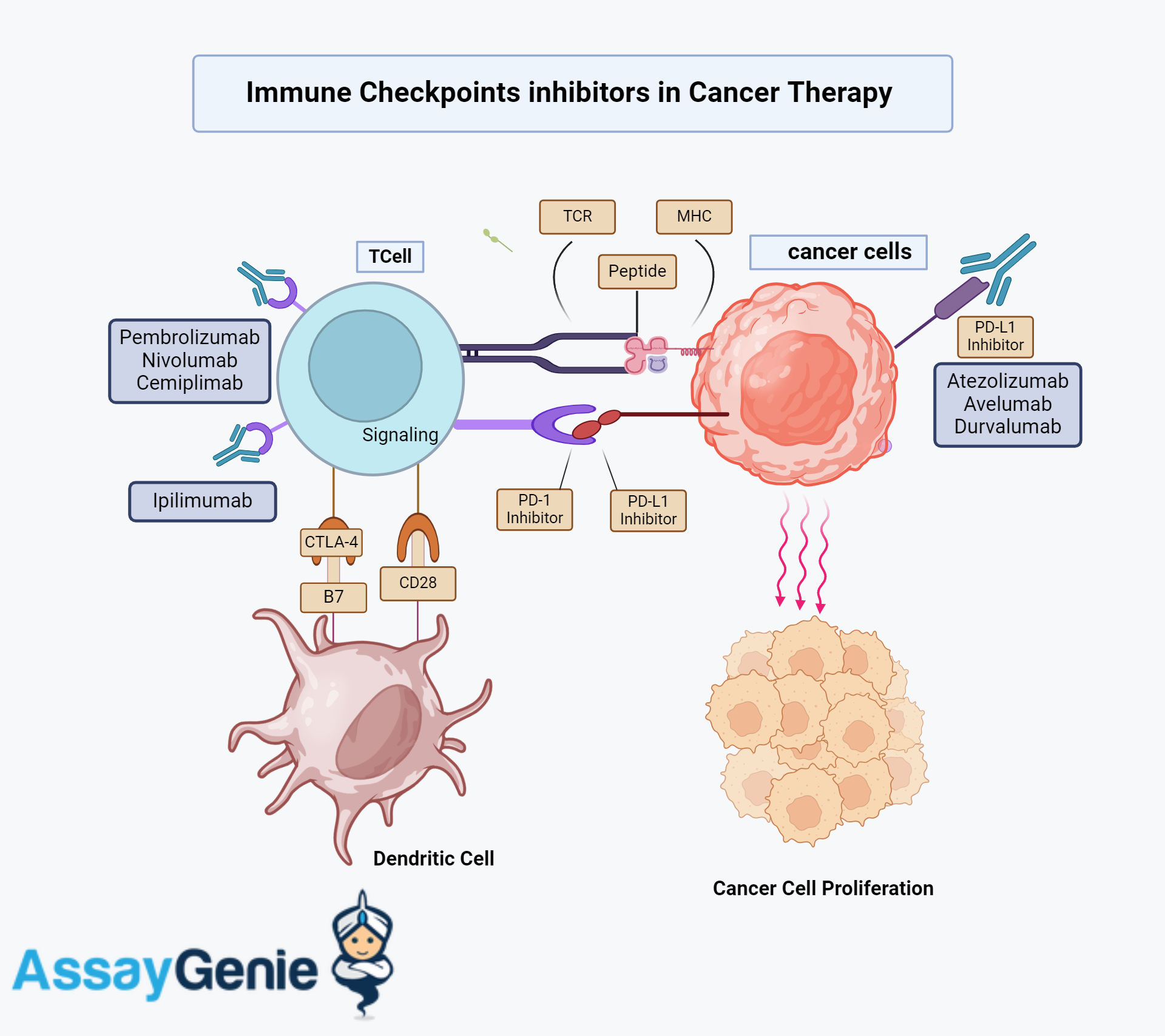 Targeting Immune checkpoints inhibitors in cancer therapy