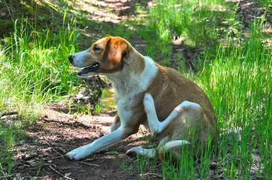A brown and white lab mix dog sits and scratches for fleas while sitting on a dirt path surrounded by grass