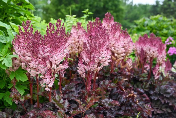 Photo of 'Dragon's Lair' Astilbe