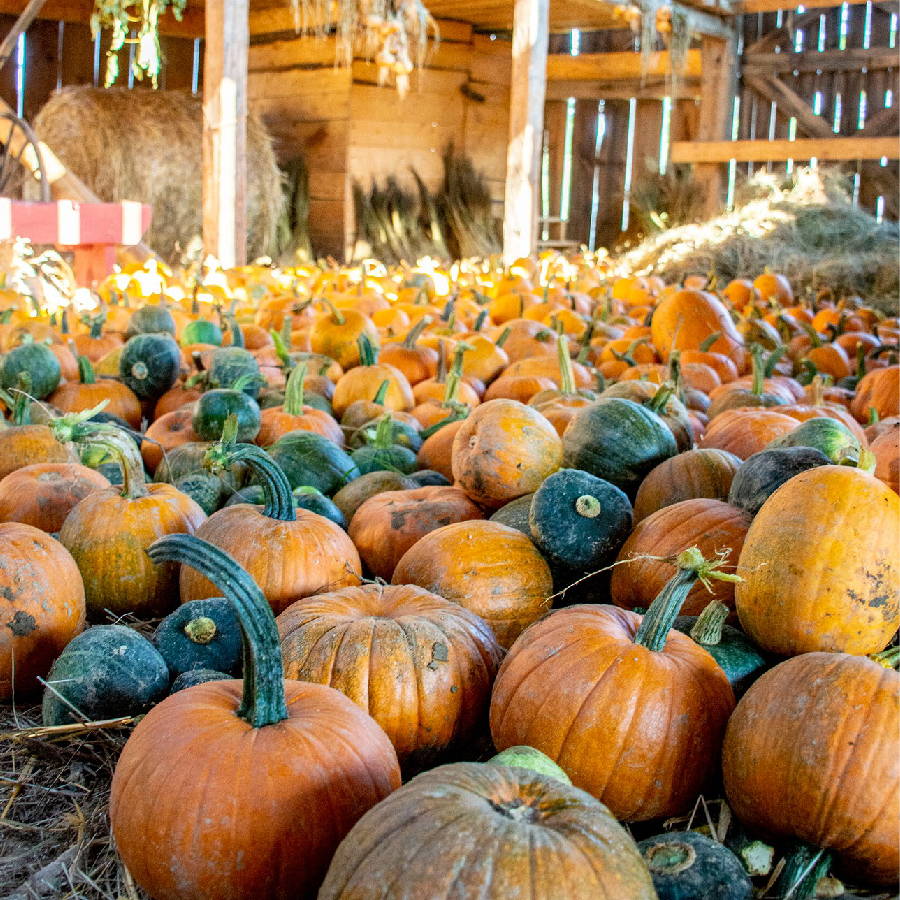 a large pile of pumpkins in a barn