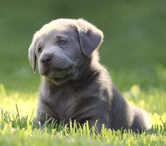 newborn silver lab puppies