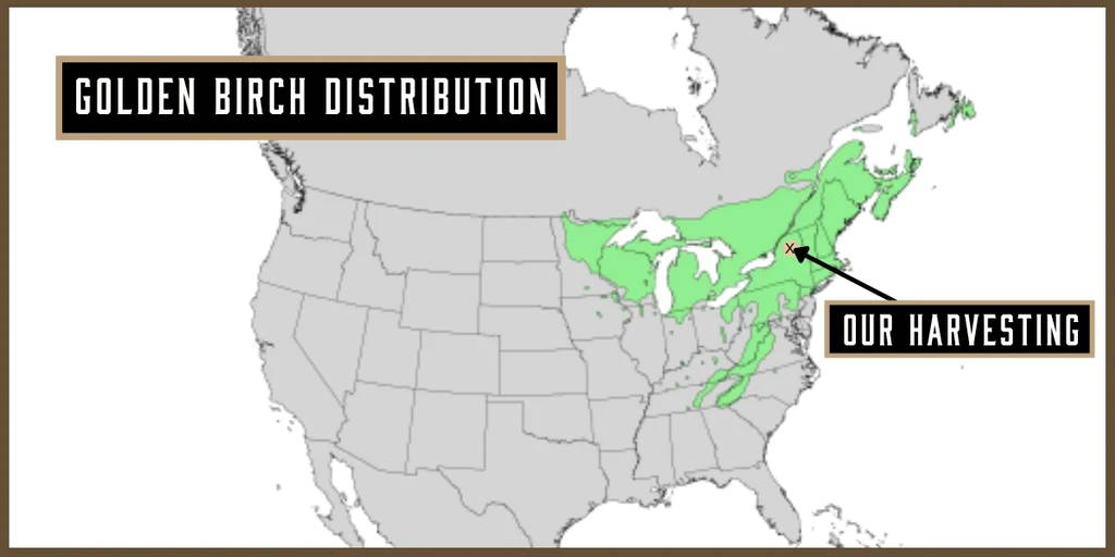 Golden Yellow Birch Tree Distribution . The best tree for chaga in the Adirondacks.