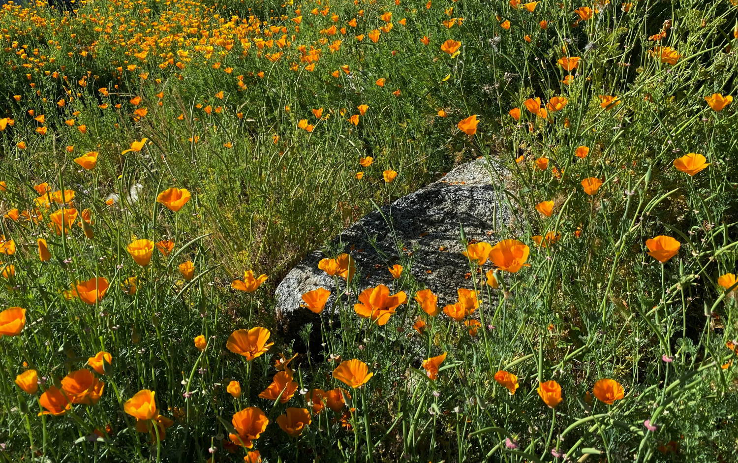 A field of wild poppies