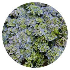 Plant highlight of Fairytrail Fresco® Cascade Hydrangea