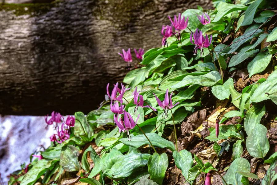 Dog's Tooth Violet