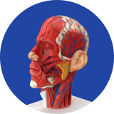 3D model of a human head showing muscles and vascular system.