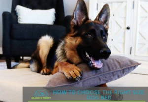 How to choose the right size dog bed
