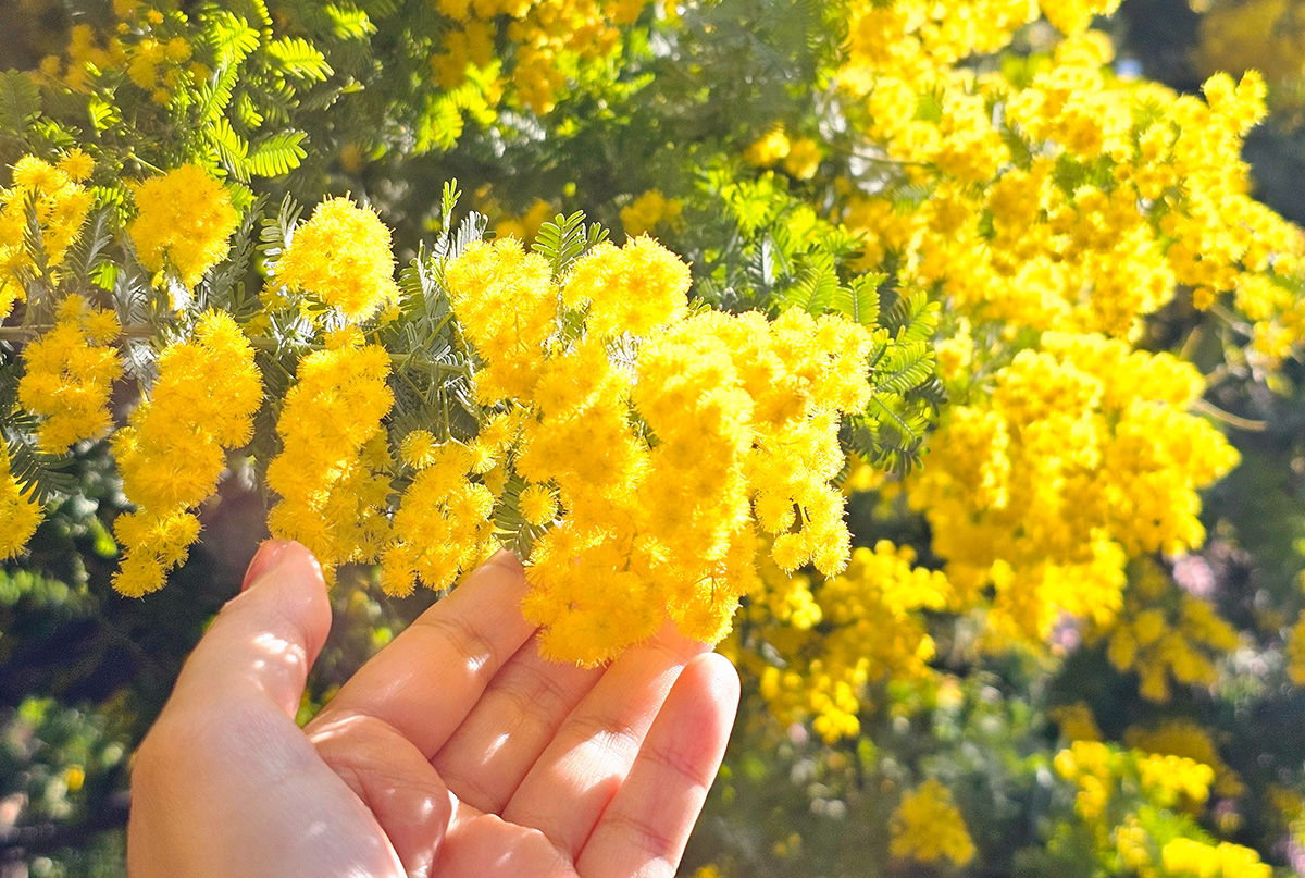 mimosa