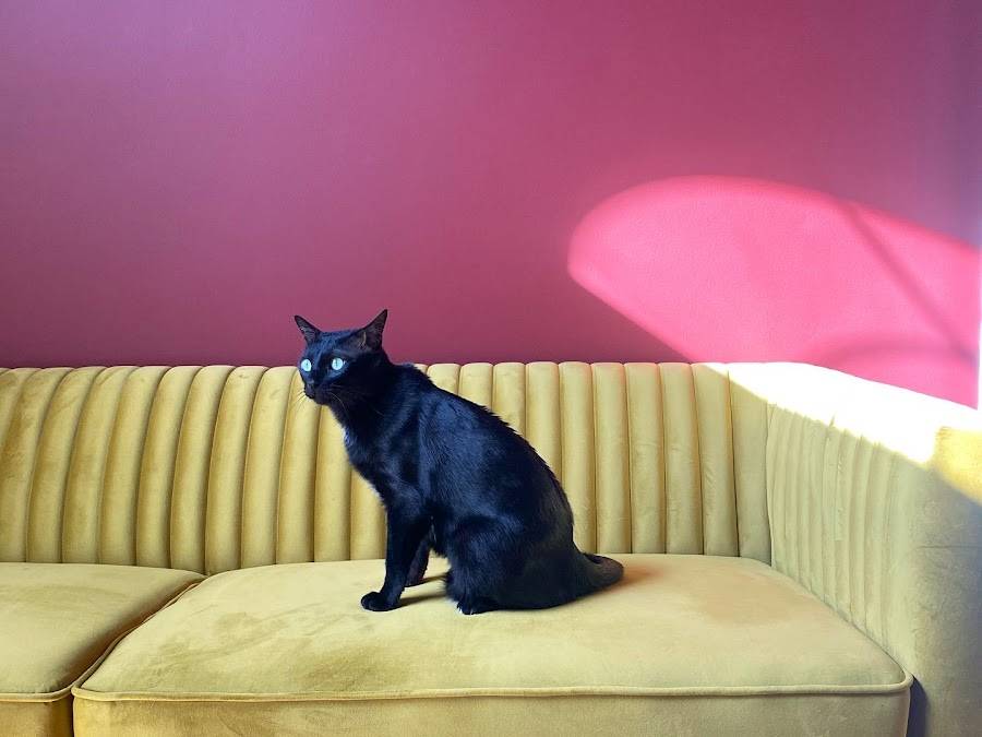 cat on stately modern couch
