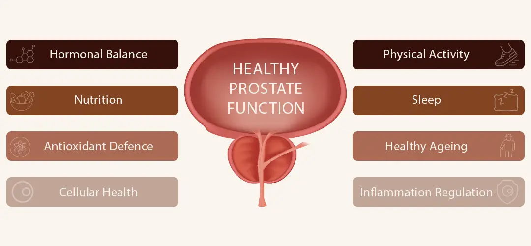 Diagram illustrating factors for healthy prostate function.