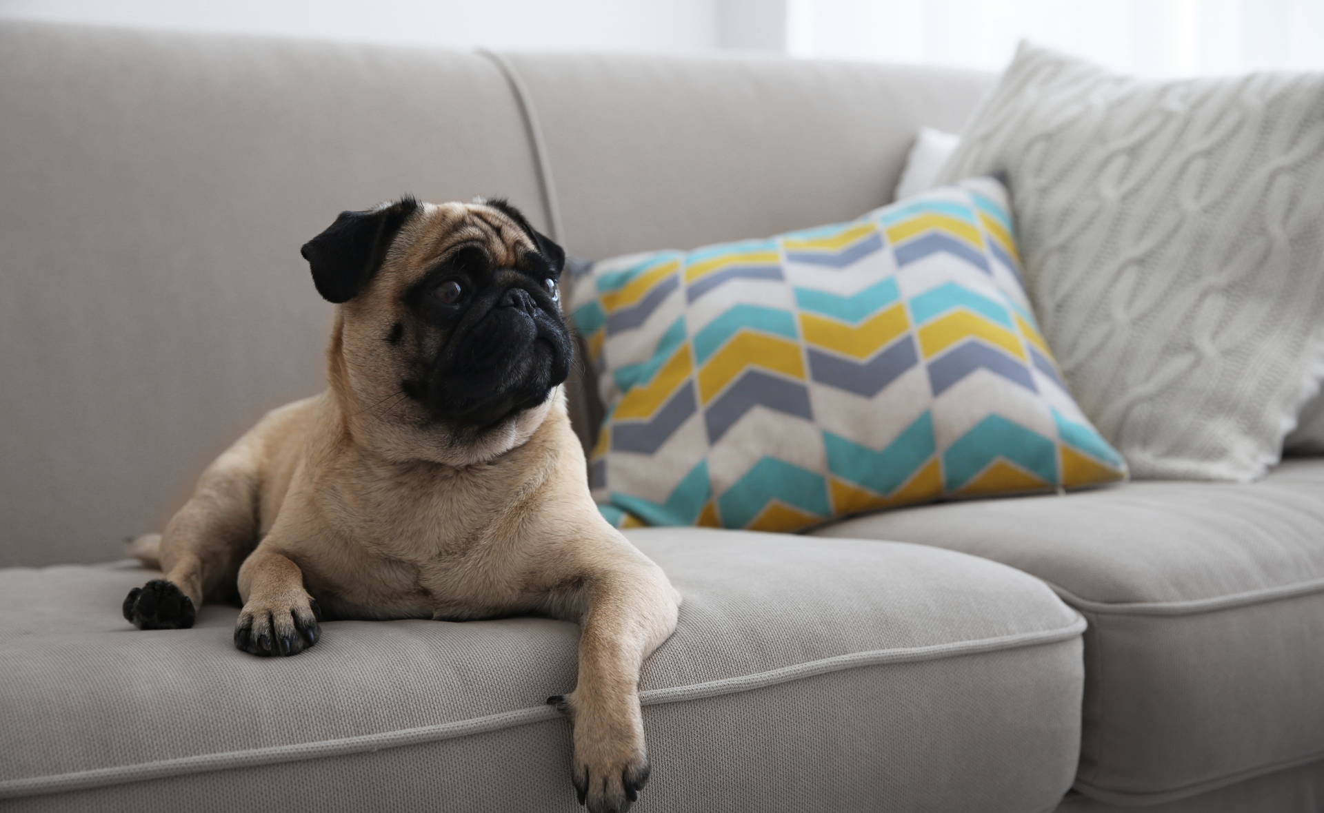 Pug on couch. Apartment friendly dog breeds 