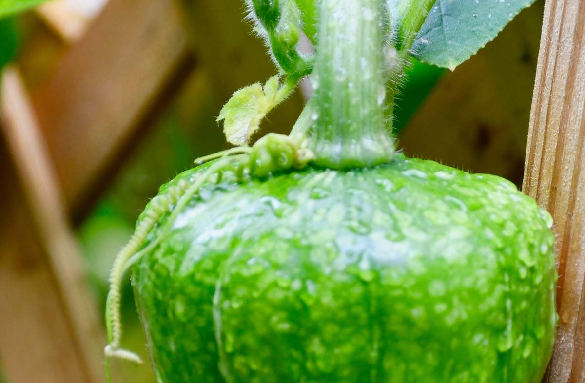 A winter squash on the vine covered in water droplets