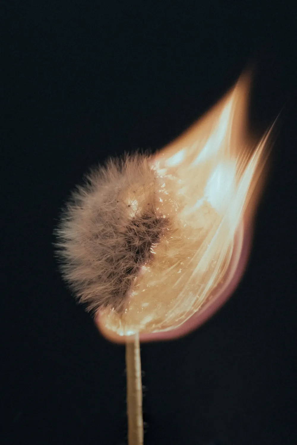 Dandelion on fire against a black background
