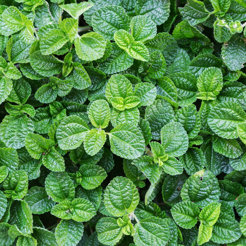 Close-up of vibrant green leaves with textured surfaces.