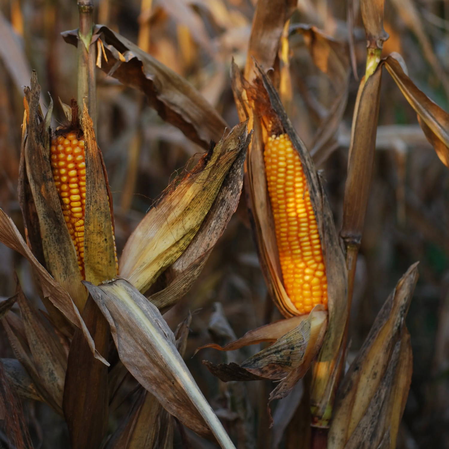 sweetcorn growing in a corn field