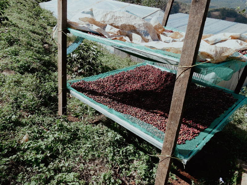 Kaffeekirschen und entpulpte Kaffeebohnen trocknen regengeschützt auf afrikanischen Hochbetten