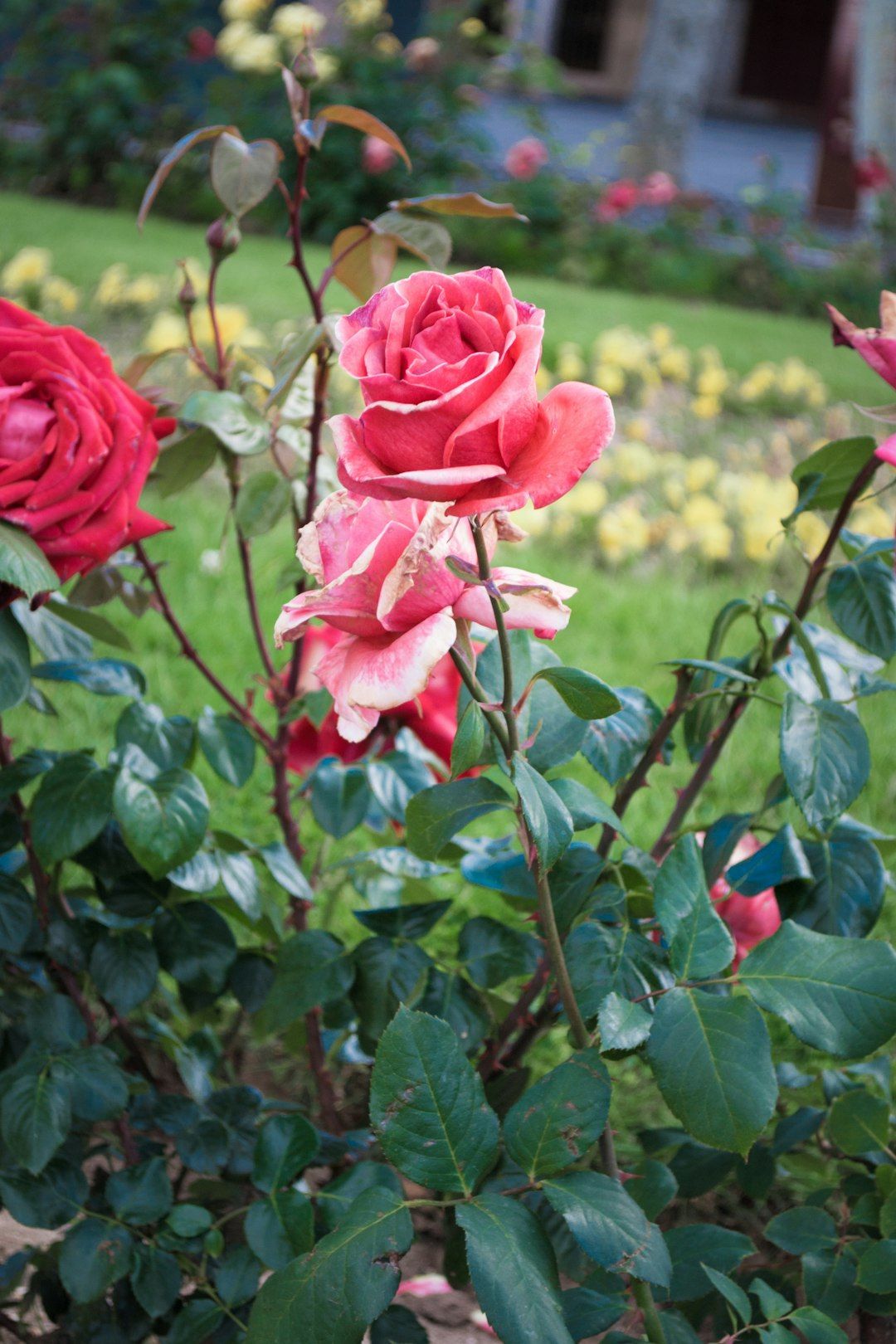 a bush of roses in a garden with a house in the background
