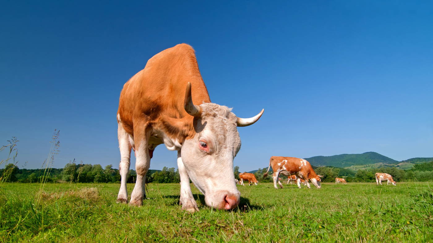 Grass-Fed and Grain-Fed: Exploring the Differences