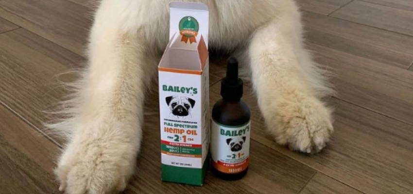 Image of a calm dog sitting, accompanied by Bailey's Extra Strength 2:1 CBD & CBG Oil For Dogs product.