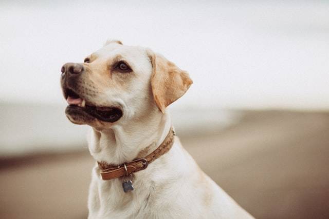 A Labrador Dog On The Beach 