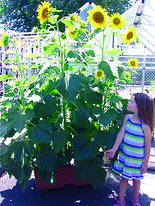 Small girl looking up at Sunflowers growing in an EarthBox system