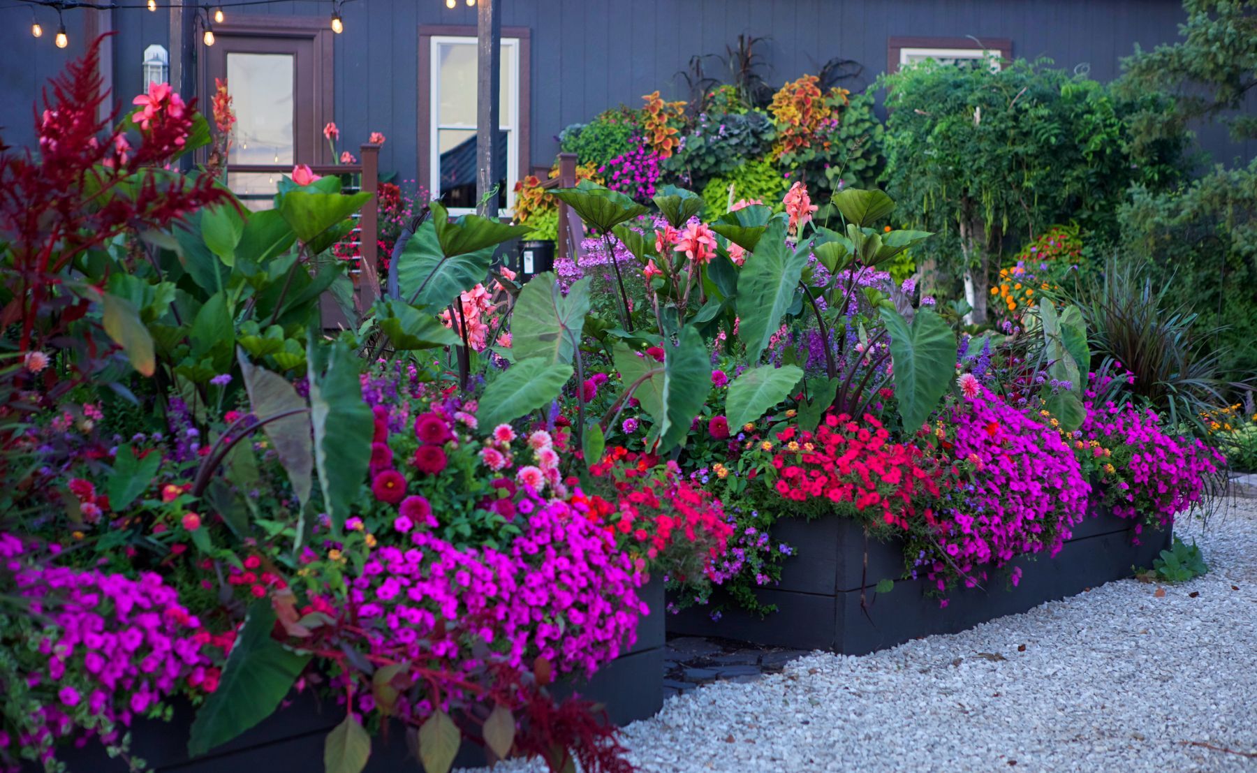 2 black gardening beds planted with many beautiful bright annuals